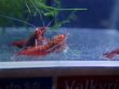 画像3: 【ShrimpFEVER限定】オレンジアイダークレッド・メス2匹・オス1匹 (3)