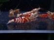 画像4: 【ShrimpFEVER限定】レッドファンシー・メス4匹・抱卵1匹・オス2匹 (4)