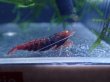 画像1: 【ShrimpFEVER限定】オレンジアイダークレッド・メス2匹・オス1匹 (1)