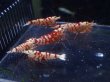 画像1: 【ShrimpFEVER限定】レッドファンシー・メス4匹・抱卵1匹・オス2匹 (1)
