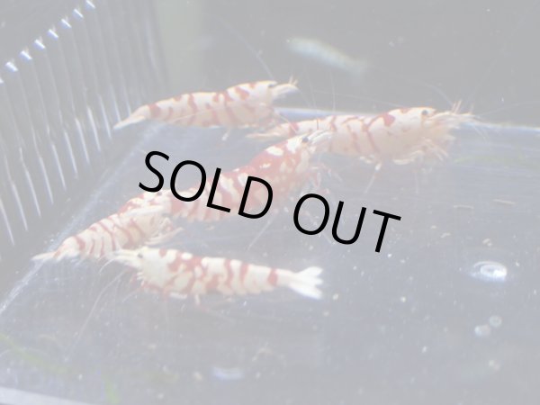 画像1: 【ShrimpFEVER限定】レッドファンシー・メス4匹・抱卵1匹・オス2匹 (1)