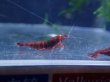 画像2: 【ShrimpFEVER限定】オレンジアイダークレッド・メス2匹・オス1匹 (2)