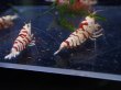画像3: 【ShrimpFEVER限定】レッドファンシー・メス4匹・抱卵1匹・オス2匹 (3)