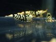 画像4: 【ShrimpFEVER限定】　ブラックファンシー・メス5匹・オス2匹 (4)