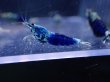 画像3: 【ShrimpFEVER限定】サムライブルー・メス抱卵5匹・オス3匹　 (3)