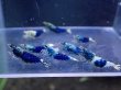 画像1: 【ShrimpFEVER限定】サムライブルー・メス抱卵5匹・オス3匹　 (1)