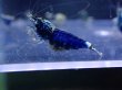 画像2: 【ShrimpFEVER限定】サムライブルー・メス抱卵5匹・オス3匹　 (2)