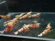 画像1: 【ShrimpFEVER限定】　レッドファンシー・メス7匹・オス3匹 (1)
