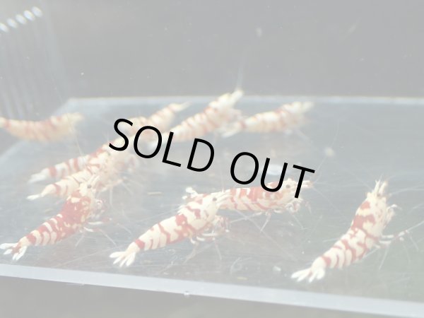 画像1: 【ShrimpFEVER限定】　レッドファンシー・メス7匹・オス3匹 (1)