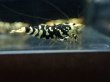 画像3: 【ShrimpFEVER限定】　ブラックファンシー・メス5匹・オス2匹 (3)