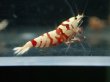 画像3: 【ShrimpFEVER限定】　レッドファンシー・メス7匹・オス3匹 (3)