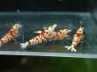 画像2: 【ShrimpFEVER限定】　レッドファンシー・メス7匹・オス3匹 (2)