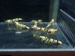 画像1: 【ShrimpFEVER限定】　ブラックファンシー・メス5匹・オス2匹 (1)