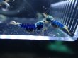 画像2: 【ShrimpFEVER限定】サムライブルー・メス抱卵5匹・オス3匹　 (2)