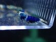 画像3: 【ShrimpFEVER限定】サムライブルー・メス抱卵5匹・オス3匹　 (3)