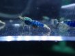 画像5: 【ShrimpFEVER限定】サムライブルー・メス抱卵5匹・オス3匹　 (5)