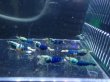 画像1: 【ShrimpFEVER限定】サムライブルー・メス抱卵5匹・オス3匹　 (1)