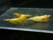 画像2: 【ShrimpFEVER限定】(2)ゴールドギャラクシー・抱卵2匹・メス2匹・オス2匹 (2)