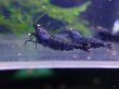 画像2: 【ShrimpFEVER限定】オレンジアイパープル・メス2匹・オス2匹 (2)