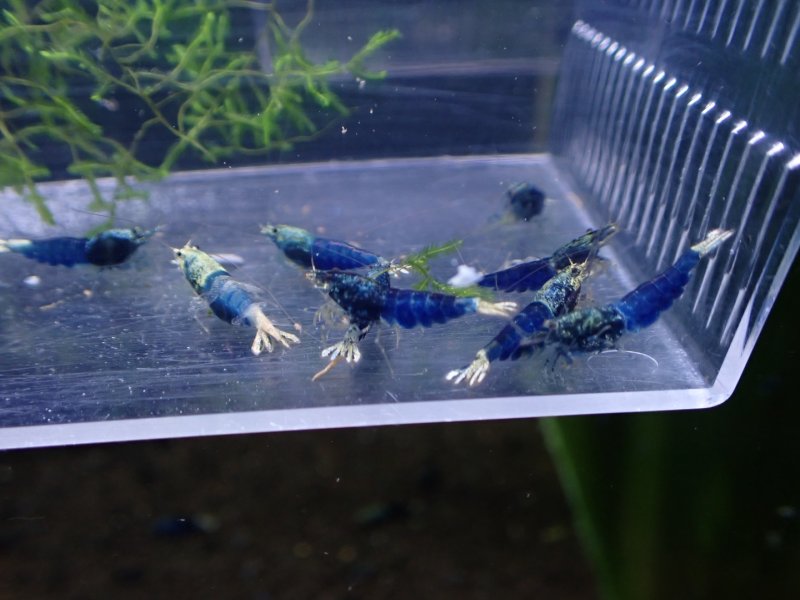 画像1: 【ShrimpFEVER限定】(2)サムライブルー・抱卵2匹・メス4匹・オス3匹 (1)