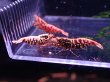 画像1: 【ShrimpFEVER限定】ピンクギャラクシー・メス4匹・オス3匹 (1)