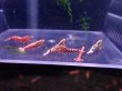 画像3: 【ShrimpFEVER限定】ピンクギャラクシー・メス4匹・オス3匹 (3)