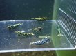 画像1: 【ShrimpFEVER限定】ブラックギャラクシー・抱卵3匹・メス1匹・オス2匹 (1)
