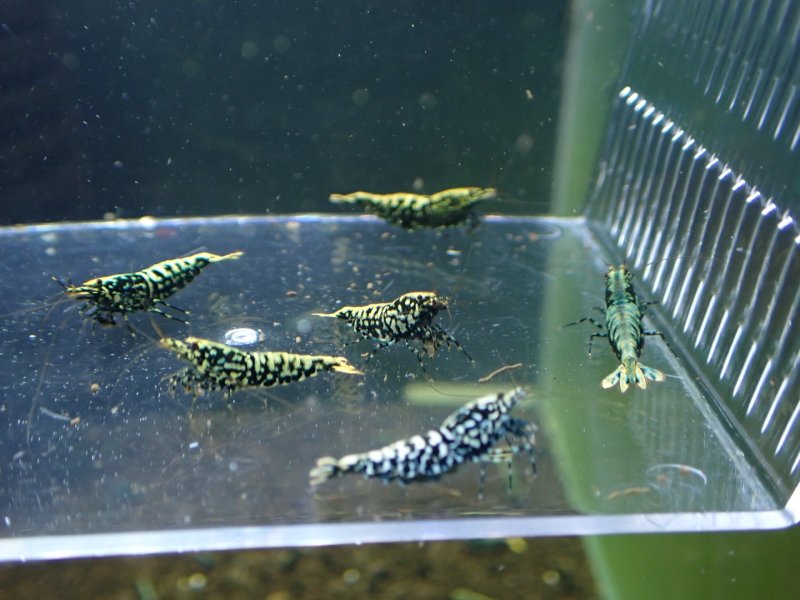 画像1: 【ShrimpFEVER限定】ブラックギャラクシー・抱卵3匹・メス1匹・オス2匹 (1)