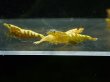 画像3: 【ShrimpFEVER限定】(2)ゴールドギャラクシー・抱卵2匹・メス2匹・オス2匹 (3)
