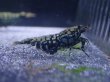 画像3: 【ShrimpFEVER限定】ブラックギャラクシー・抱卵2匹・オス1匹 (3)