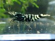 画像2: 【ShrimpFEVER限定】ギャラクシーゼブラシュガー・抱卵1匹・メス1匹・オス1匹 (2)