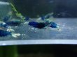 画像4: 【ShrimpFEVER限定】サムライブルー・抱卵2匹・メス4匹・オス3匹 (4)