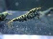 画像6: 【ShrimpFEVER限定】ブラックギャラクシー・抱卵3匹・メス1匹・オス2匹 (6)