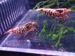 画像5: 【ShrimpFEVER限定】ピンクギャラクシー・メス4匹・オス3匹 (5)