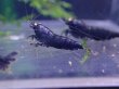 画像4: 【ShrimpFEVER限定】オレンジアイパープル・メス2匹・オス2匹 (4)