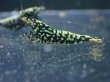 画像2: 【ShrimpFEVER限定】ブラックギャラクシー・抱卵3匹・メス1匹・オス2匹 (2)
