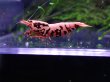 画像2: 【ShrimpFEVER限定】ピンクギャラクシー・メス4匹・オス3匹 (2)