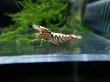 画像4: 【ShrimpFEVER限定】シュガー遺伝子レッドギャラクシー・メス抱卵1匹・メス2・オス2匹　 (4)