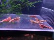 画像2: 【ShrimpFEVER限定】ピンクギャラクシー・メス4匹・オス3匹 (2)