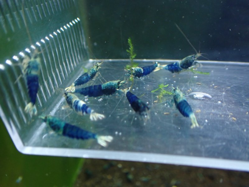 画像1: 【ShrimpFEVER限定】サムライブルー・抱卵2匹・メス4匹・オス3匹 (1)