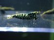 画像5: 【ShrimpFEVER限定】ブラックギャラクシー・抱卵3匹・メス1匹・オス2匹 (5)