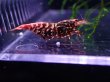 画像4: 【ShrimpFEVER限定】ピンクギャラクシー・メス4匹・オス3匹 (4)