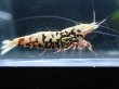 画像3: 【ShrimpFEVER限定】シュガー遺伝子レッドギャラクシー・メス抱卵1匹・オス1匹　 (3)