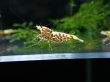 画像3: 【ShrimpFEVER限定】シュガー遺伝子レッドギャラクシー・メス抱卵1匹・メス2・オス2匹　 (3)