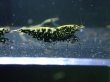 画像4: 【ShrimpFEVER限定】ブラックギャラクシー・抱卵3匹・メス1匹・オス2匹 (4)