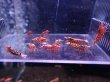 画像4: 【ShrimpFEVER限定】ピンクギャラクシー・抱卵1匹・メス6匹・オス4匹 (4)