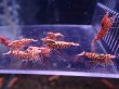 画像1: 【ShrimpFEVER限定】ピンクギャラクシー・抱卵1匹・メス6匹・オス4匹 (1)