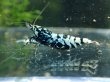 画像1: 【ShrimpFEVER限定】ギャラクシーゼブラシュガー・抱卵1匹・メス1匹・オス1匹 (1)