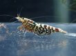 画像1: 【ShrimpFEVER限定】シュガー遺伝子レッドギャラクシー・メス抱卵1匹・オス1匹　 (1)