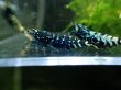 画像3: 【ShrimpFEVER限定】ギャラクシーゼブラシュガー・抱卵1匹・メス1匹・オス1匹 (3)